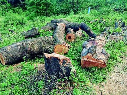 Slaughter of green trees on the Anjangaon-Betul road | अंजनगाव-बैतुल मार्गावर हिरव्या झाडांची कत्तल