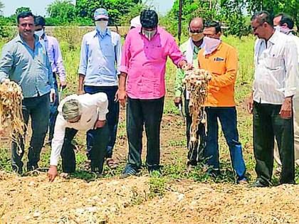 चांदूर बाजार तालुक्यात १४ हजार हेक्टरचे नुकसान