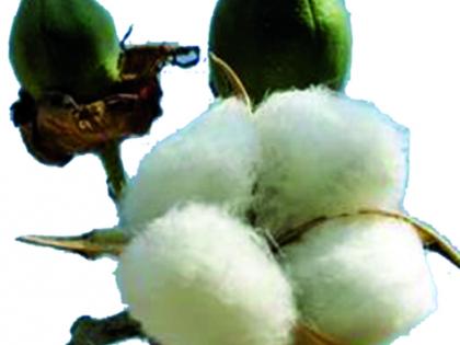 Deadline for primary registration of cotton growers till March 7 | कापूस उत्पादक शेतकऱ्यांना प्राथमिक नोंदणीसाठी १३ मार्चपर्यंत मुदतवाढ