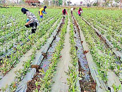 Concentrate on okra crop with cloudy weather | ढगाळ हवामानाने भेंडी पिकावर संक्रांत