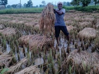 Havoc of rain, light paddy in danger | पावसाचा कहर, हलका धान धोक्यात