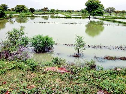 The left bank of the pond yielded water | गोसेच्या डाव्या कालव्यालगतचे धान पाण्याखाली The left bank of the pond yielded water | गोसेच्या डाव्या कालव्यालगतचे धान पाण्याखाली
