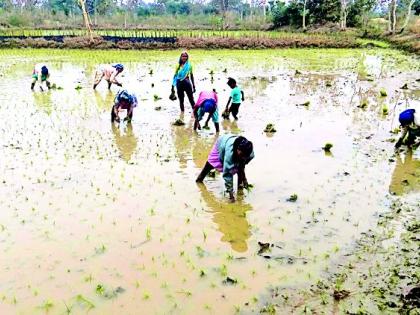 Thousands of acres of summer paddy rosary | हजारो एकरात उन्हाळी धान रोवणीचा श्रीगणेशा