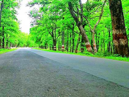 Slaughter of 1200 trees for Interstate Road | आंतरराज्यीय रस्त्यासाठी होणार १२०० वृक्षांची कत्तल