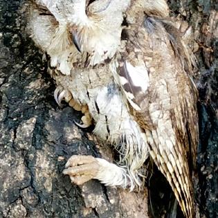 'Colored scops owl' was found | ‘कॉलर्ड स्कोप्स ओऊल’ आढळला