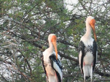  The first 'Chitrabalak' breeding in Nandurmadheshwar | नांदूरमधमेश्वरमध्ये प्रथमच ‘चित्रबलाक’चे प्रजनन