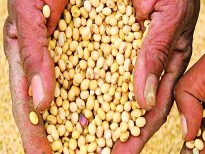 Sowing of soyabean will be done on 1270 hectare | १२७० हेक्टरवर होणार सोयाबिनचे ग्राम बिजोत्पादन