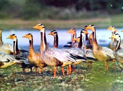 Crisis on the existence of birds | पक्ष्यांच्या अस्तित्वावर संकट