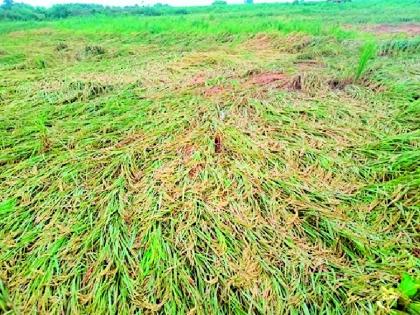 Return rains hit the district again causing major damage to kharif crops | जिल्ह्याला परतीच्या पावसाने झोडपले खरीप पिकांचे पुन्हा मोठे नुकसान