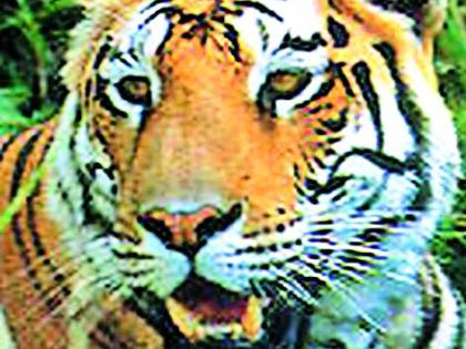 The tiger again appeared in the Talodhi Forest Territory | तळोधी वनपरिक्षेत्रात वाघाचे पुन्हा दर्शन