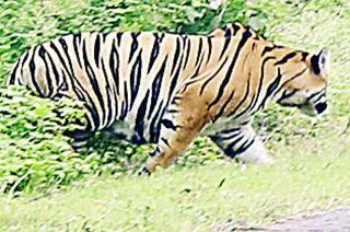 After all, that 'ti' tigers flee to the forest | अखेर ‘त्या’ वाघाने जंगलाच्या दिशेने केले पलायन