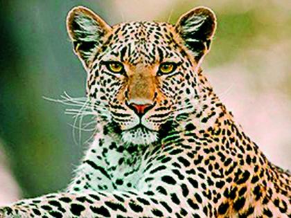 PCCF proposes to shoot 'that' leopard | ‘त्या’ बिबट्याला गोळ्या घालून ठार मारण्याचा पीसीसीएफला प्रस्ताव