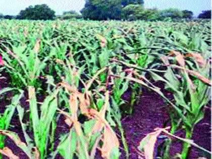 The last factor to calculate the Kharadwah kharif crops | कोरडवाहू खरीप पिके मोजू लागली अखेरची घटका