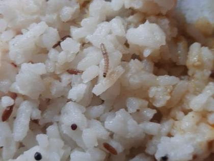 Shocking, chucky larvae hatched in rice | धक्कादायक, भातामध्ये निघाल्या चक्क अळ्या