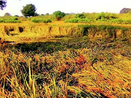 Paddy paddy collapsed due to disease | रोगामुळे धानपीक कोसळले