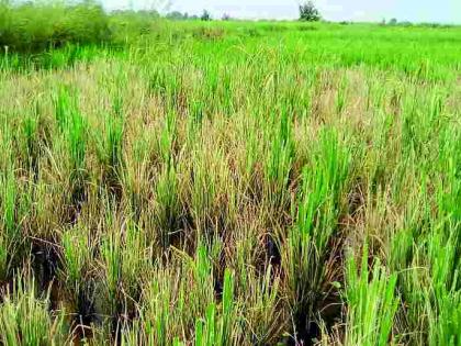 Paddy Crop Disease | धान पीक रोगांच्या कचाट्यात