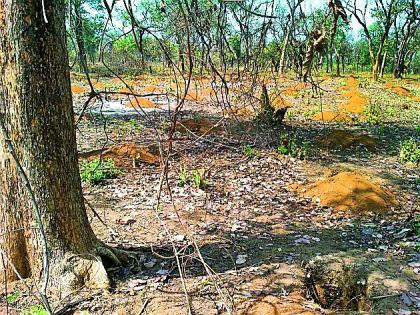 Wildlife is being sheltered due to planting | रोपवनामुळे वन्यजीवांचा निवारा होतोय नष्ट