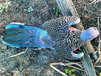 Birds are being poisoned by grains in the grains | धान्यामध्ये विष टाकून पक्ष्यांची केली जात आहे शिकार