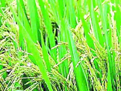 The administration says that the condition of crops in all the villages of the district is good | प्रशासन म्हणते जिल्ह्यातील सर्वच गावांमध्ये पिकांची स्थिती उत्तम