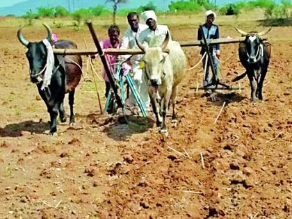 Rabi sowing on 9 14 hectares | ९१४ हेक्टरवर रबीची पेरणी