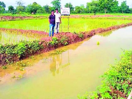 Use of fisheries in paddy crop in Nainpura | नैनपुरा येथे धान पिकात मत्स्य शेतीचा प्रयोग