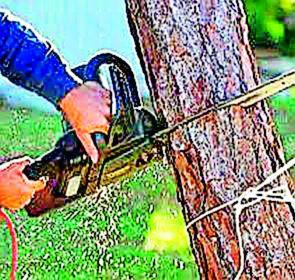 99 7 trees will be slaughtered | ९९७ झाडांची होणार कत्तल