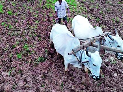 Strong presence of rain in the taluka | तालुक्यात पावसाची दमदार हजेरी