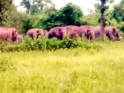 A herd of elephants towards Deori taluk | हत्तींचा कळप देवरी तालुक्याच्या दिशेने