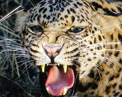 Leopard found in Belora Shivar | बेलोरा शिवारात आढळला बिबट्या