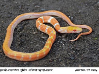 Pahadi Taskar snake records at national level | पहाडी तस्कर सापाची राष्ट्रीय पातळीवर नोंद