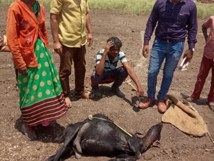 Farmers are frightened by the screams of leopard | बिबट्याच्या वावरामुळे शेतकरी भयभीत