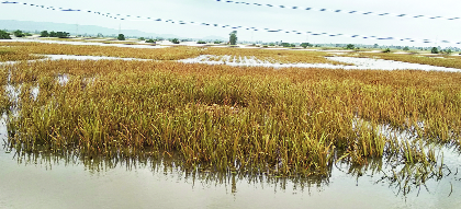 Lakh farmers lose 5 crores in Mayapur | महापुरात ३ लाख शेतकऱ्यांचे १३०० कोटींचे नुकसान