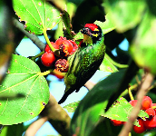 Various 41 species of birds in Pithvdgaon area | पेठवडगाव परिसरात विविध ४१ जातींचे पक्षी