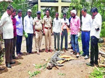 Leopards found in the dead | बिबट्या मृतावस्थेत आढळला