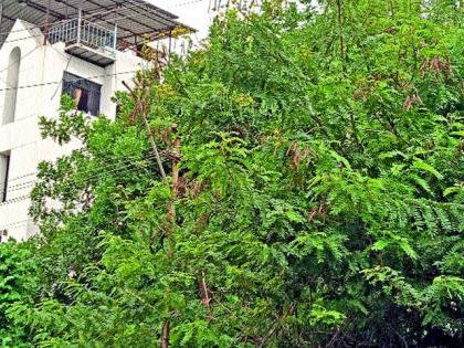 Power lines stuck in tree branches | झाडांच्या फांद्यांमध्ये अडकल्या वीजतारा