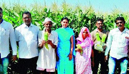 Maize damage | मक्याचे नुकसान