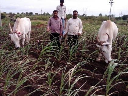  Bulls left in vertical crop | उभ्या पिकात सोडले बैल