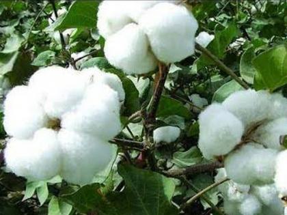 The moisture in the fields has prolonged cotton un-pepper | शेतातील ओलाव्यामुळे कापूस अन मिरची लांबली The moisture in the fields has prolonged cotton un-pepper | शेतातील ओलाव्यामुळे कापूस अन मिरची लांबली
