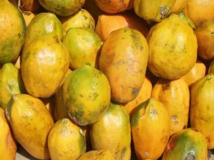 If you do not provide the correct price, the papaya will close | योग्य भाव न दिल्यास पपई तोड बंद करणार