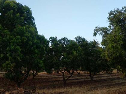 Mango production declined this year | आंबा उत्पादनात यंदा झाली घट Mango production declined this year | आंबा उत्पादनात यंदा झाली घट