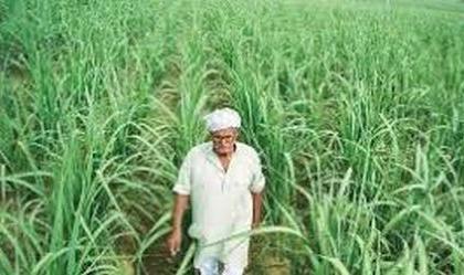 Farmers are far from the political mess of agricultural laws | शेती कायद्याच्या राजकीय गोंधळात शेतकरी लांबच Farmers are far from the political mess of agricultural laws | शेती कायद्याच्या राजकीय गोंधळात शेतकरी लांबच