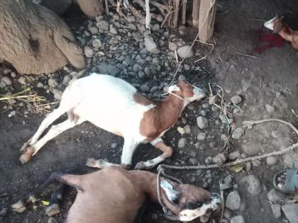 Goat slips from Bibtaya at the mode | मोड येथे बिबटय़ाकडून शेळ्या फस्त Goat slips from Bibtaya at the mode | मोड येथे बिबटय़ाकडून शेळ्या फस्त
