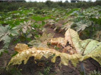 Infestation of larvae on castor crop | एरंडी पिकावर अळ्यांचा प्रादुर्भाव Infestation of larvae on castor crop | एरंडी पिकावर अळ्यांचा प्रादुर्भाव