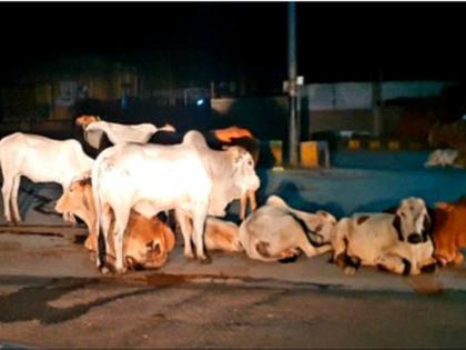 In Navapur, Mokat cattle harassed the city dwellers | नवापुरात मोकाट गुरांनी केले शहरवासीयांना हैराण