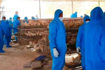 Eight poultry reports positive | आठ पोल्ट्रीचे अहवाल पॅाझिटिव्ह Eight poultry reports positive | आठ पोल्ट्रीचे अहवाल पॅाझिटिव्ह