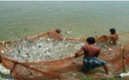 Fishing takes place in 48 floating cages on the banks of Narmada | नर्मदा काठावर 48 तरंगत्या पिंजऱ्यातून होतेय मासेमारी Fishing takes place in 48 floating cages on the banks of Narmada | नर्मदा काठावर 48 तरंगत्या पिंजऱ्यातून होतेय मासेमारी
