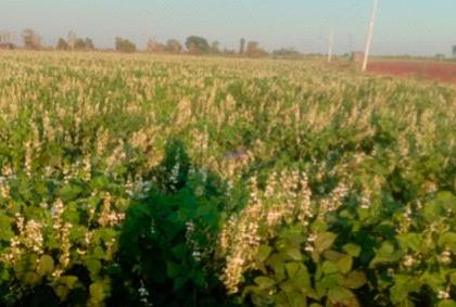 Successful experiment of hair planting of project affected farmers in Rozwa Rehabilitation Area | रोझवा पुनर्वसन क्षेत्रातील प्रकल्पग्रस्त शेतकऱ्याचा वाल लागवडीचा प्रयोग यशस्वी Successful experiment of hair planting of project affected farmers in Rozwa Rehabilitation Area | रोझवा पुनर्वसन क्षेत्रातील प्रकल्पग्रस्त शेतकऱ्याचा वाल लागवडीचा प्रयोग यशस्वी