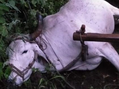 Farmer rescues farmer's death due to lightning | वीजतार पडून बैलाचा मृत्यू, शेतकरी बचावला