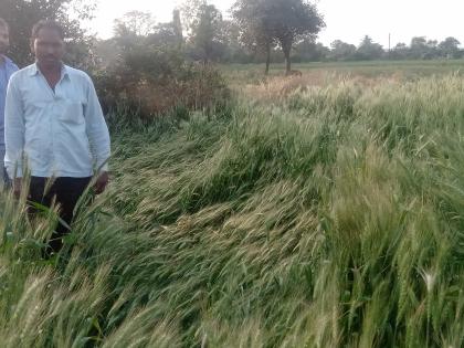  Wheat loss due to wind | वाऱ्यामुळे गव्हाचे नुकसान