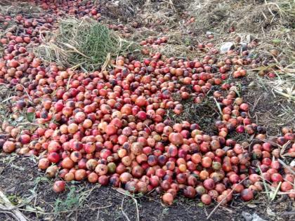 Pomegranate, vineyard flat | डाळिंब, द्राक्षबागा भुईसपाट